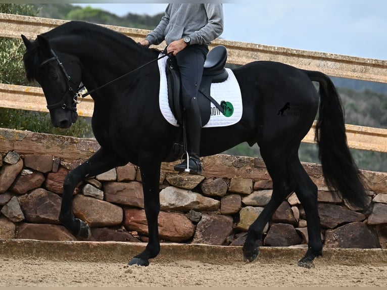 Menorquiner Hengst 15 Jahre 155 cm Rappe in Menorca