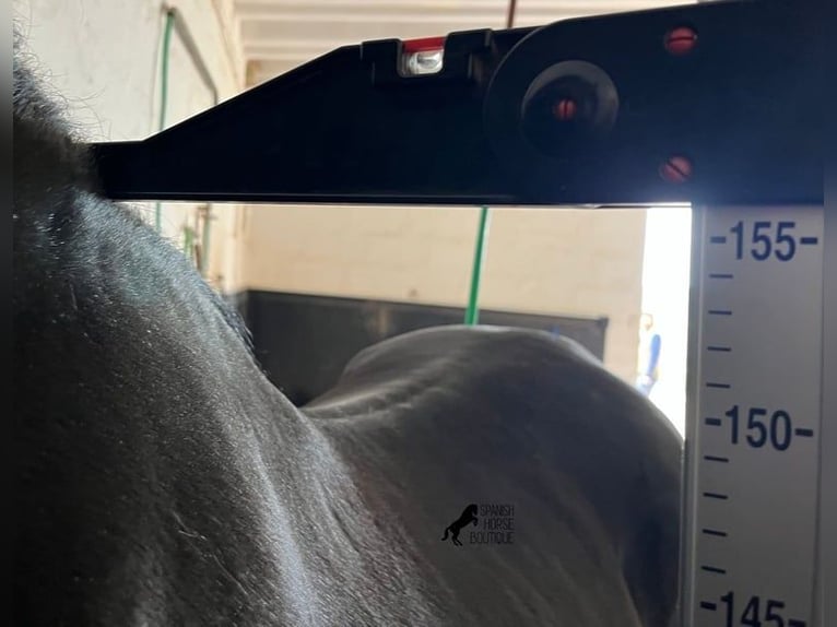 Menorquiner Hengst 15 Jahre 155 cm Rappe in Menorca
