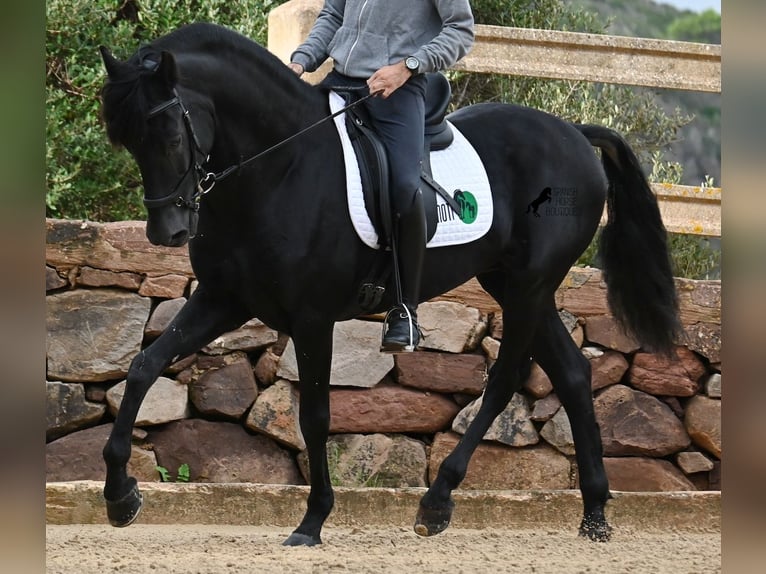 Menorquiner Hengst 15 Jahre 155 cm Rappe in Menorca