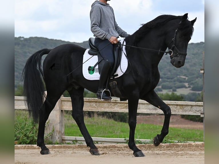 Menorquiner Hengst 15 Jahre 155 cm Rappe in Menorca