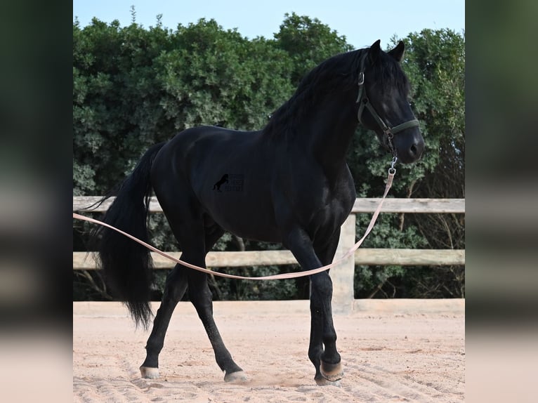 Menorquiner Hengst 15 Jahre 155 cm Rappe in Menorca