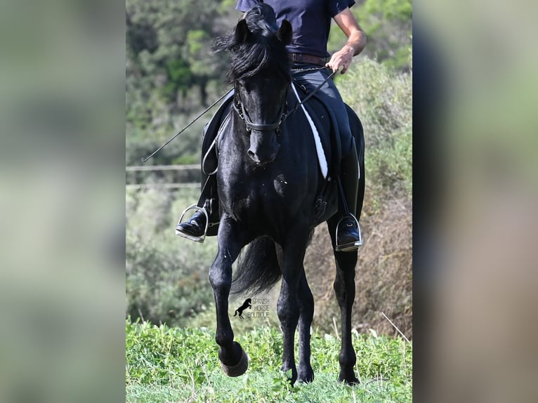 Menorquiner Hengst 15 Jahre 155 cm Rappe in Menorca