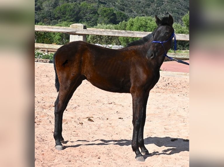 Menorquiner Hengst 1 Jahr 156 cm Rappe in Menorca