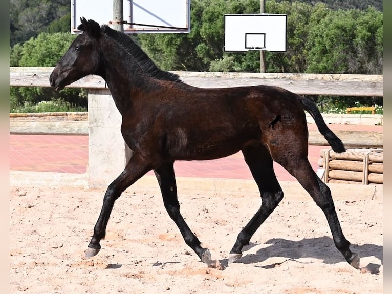 Menorquiner Hengst 1 Jahr 156 cm Rappe in Menorca
