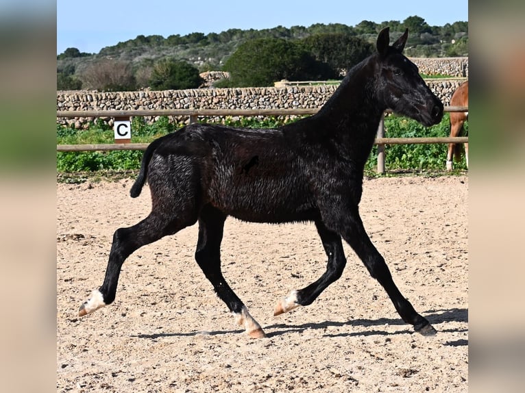 Menorquiner Hengst 1 Jahr 160 cm Rappe in Menorca