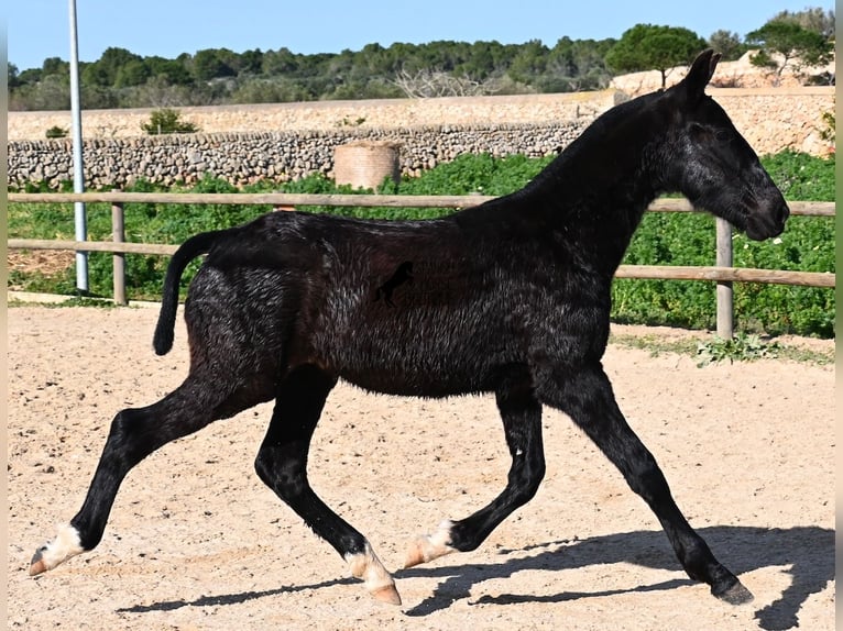 Menorquiner Hengst 1 Jahr 160 cm Rappe in Menorca