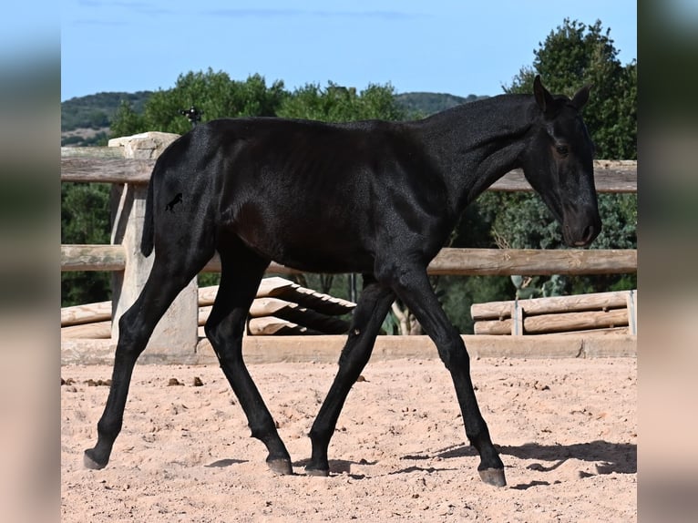 Menorquiner Hengst 1 Jahr 160 cm Rappe in Menorca