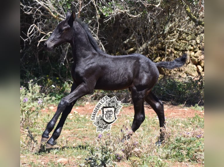 Menorquiner Hengst 1 Jahr 162 cm Rappe in Menorca