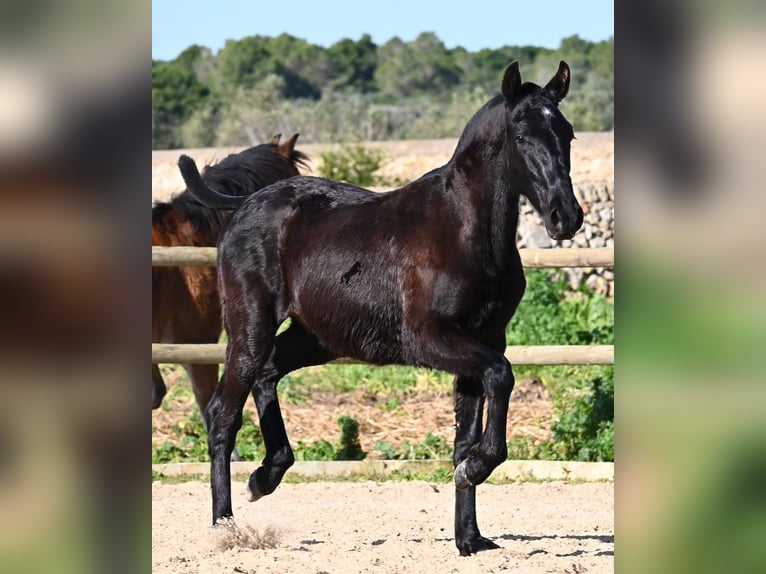 Menorquiner Hengst 1 Jahr 163 cm Rappe in Menorca