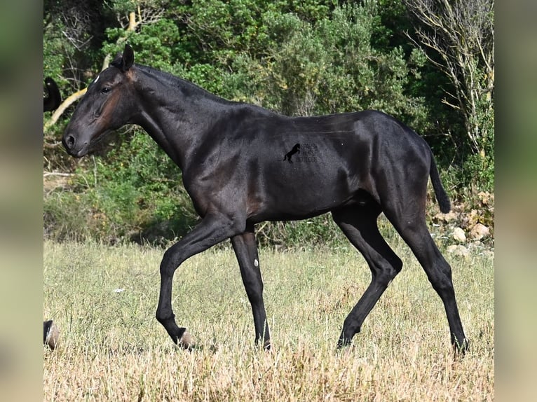 Menorquiner Hengst 1 Jahr 163 cm Rappe in Menorca