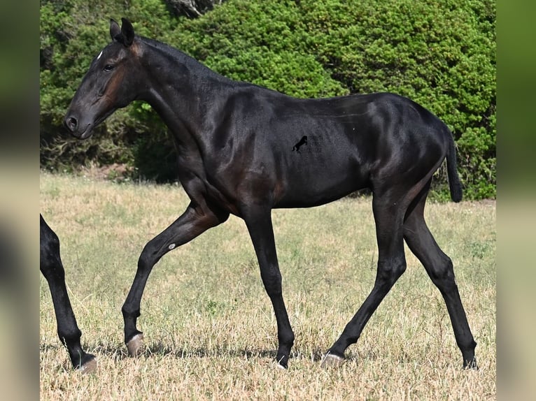 Menorquiner Hengst 1 Jahr 163 cm Rappe in Menorca
