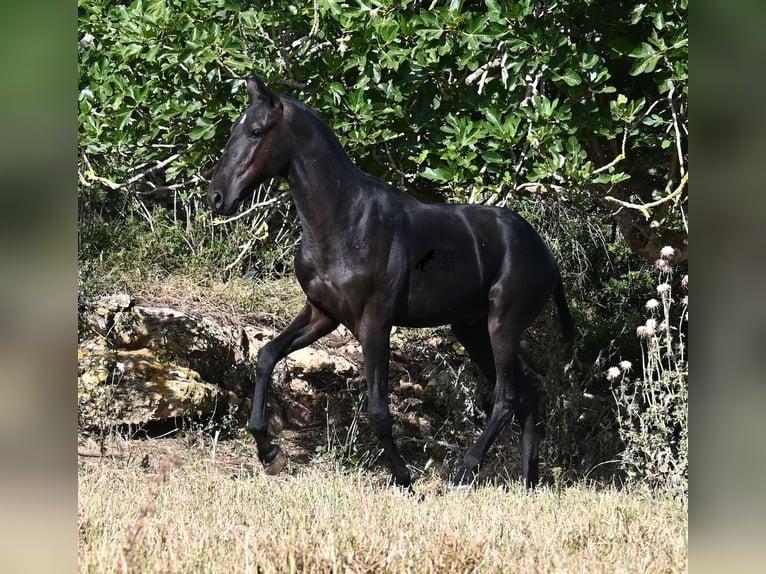 Menorquiner Hengst 1 Jahr 163 cm Rappe in Menorca