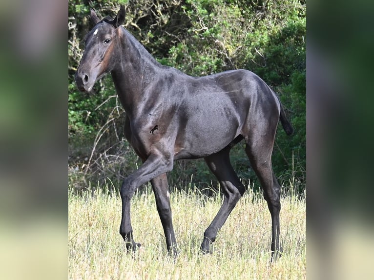 Menorquiner Hengst 1 Jahr 163 cm Rappe in Menorca