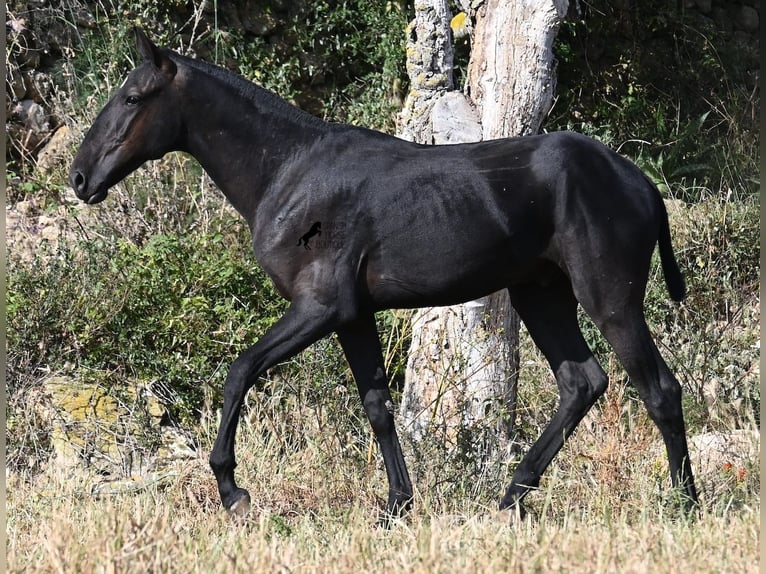 Menorquiner Hengst 1 Jahr 163 cm Rappe in Menorca