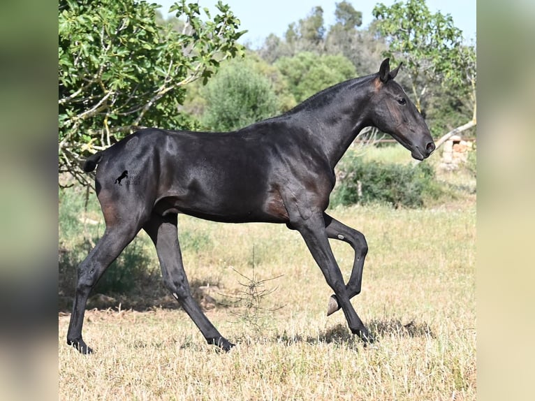Menorquiner Hengst 1 Jahr 163 cm Rappe in Menorca