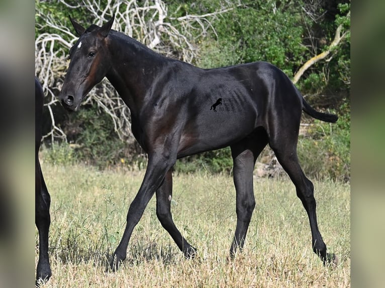 Menorquiner Hengst 1 Jahr 163 cm Rappe in Menorca