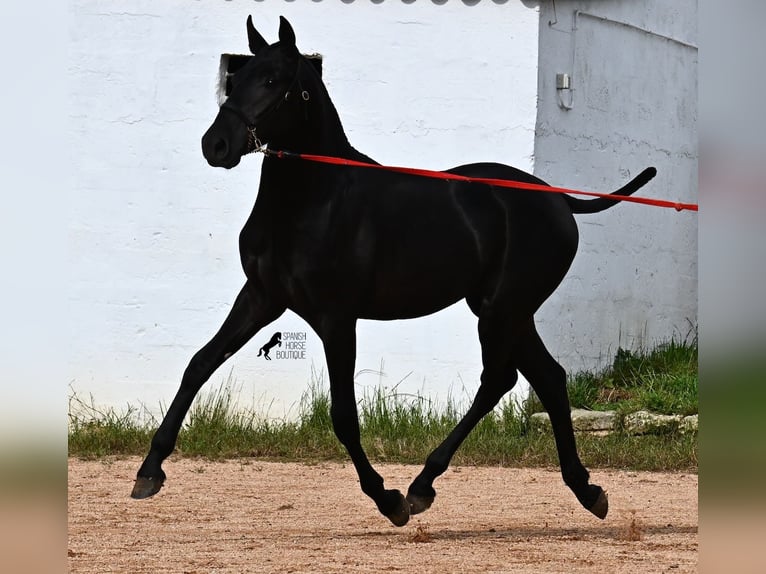 Menorquiner Hengst 1 Jahr 163 cm Rappe in Menorca