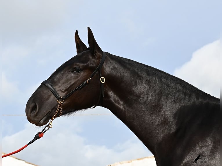 Menorquiner Hengst 1 Jahr 163 cm Rappe in Menorca
