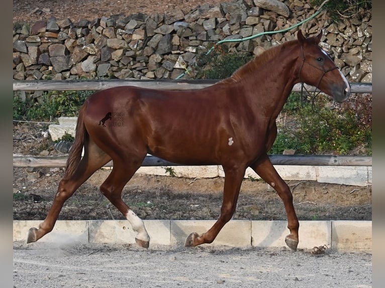 Menorquiner Hengst 1 Jahr 164 cm Fuchs in Menorca