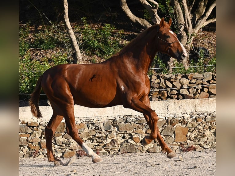Menorquiner Hengst 1 Jahr 164 cm Fuchs in Menorca