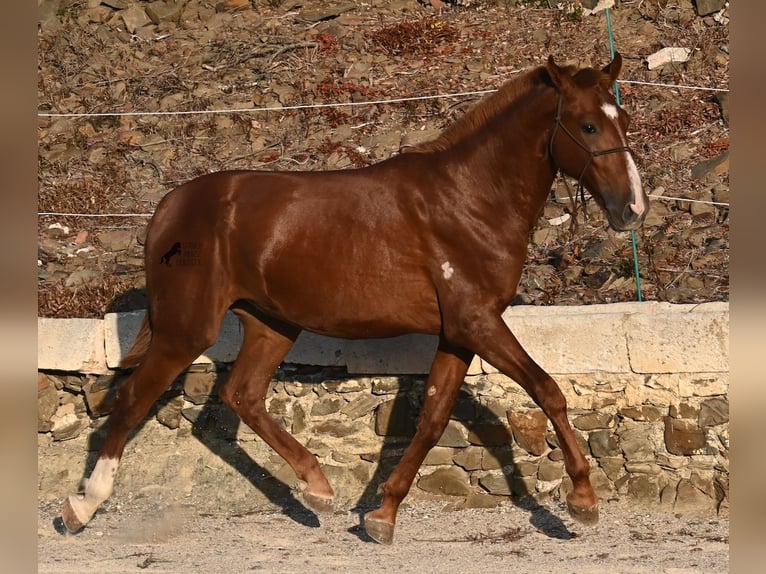 Menorquiner Hengst 1 Jahr 164 cm Fuchs in Menorca