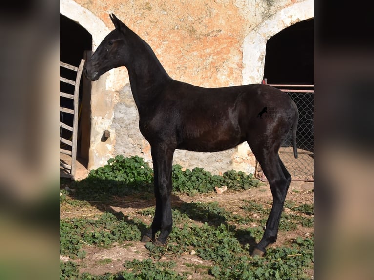 Menorquiner Hengst 1 Jahr 164 cm Rappe in Menorca