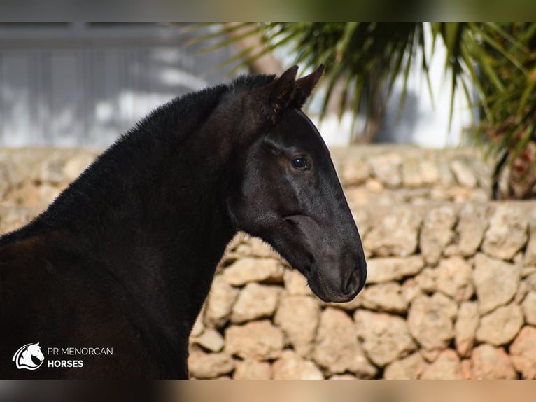 Menorquiner Hengst 1 Jahr 165 cm in Menorca