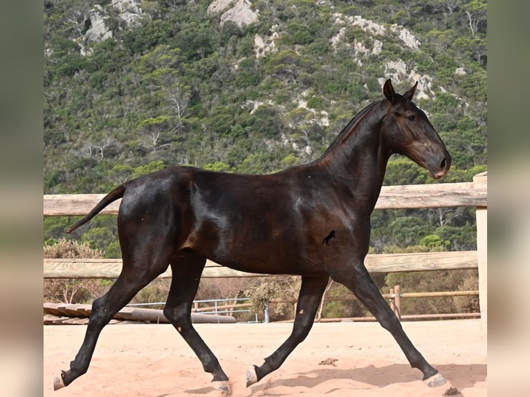 Menorquiner Hengst 1 Jahr 165 cm Rappe in Menorca