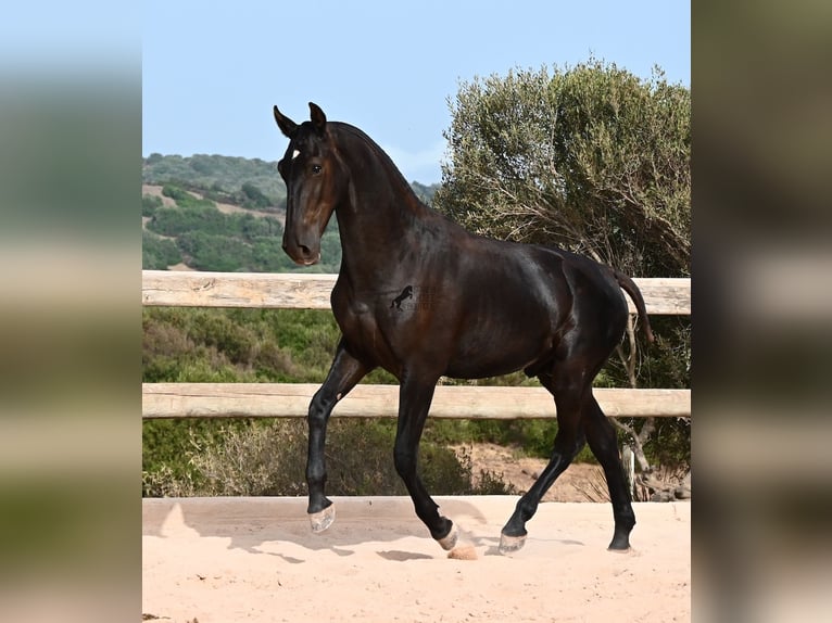 Menorquiner Hengst 1 Jahr 165 cm Rappe in Menorca