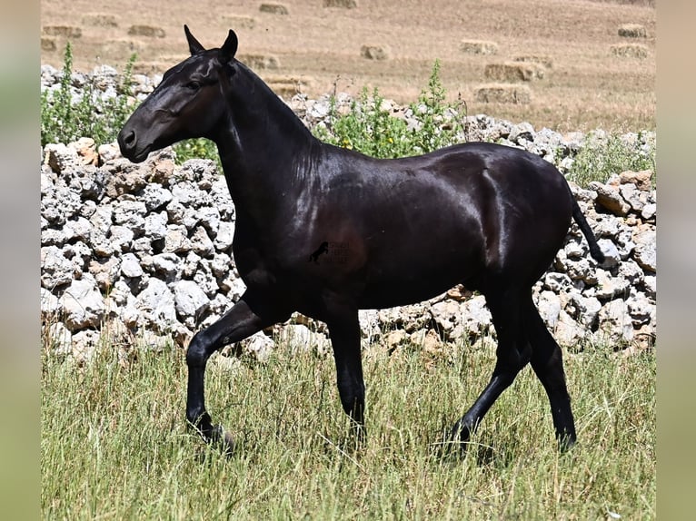 Menorquiner Hengst 1 Jahr 165 cm Rappe in Menorca