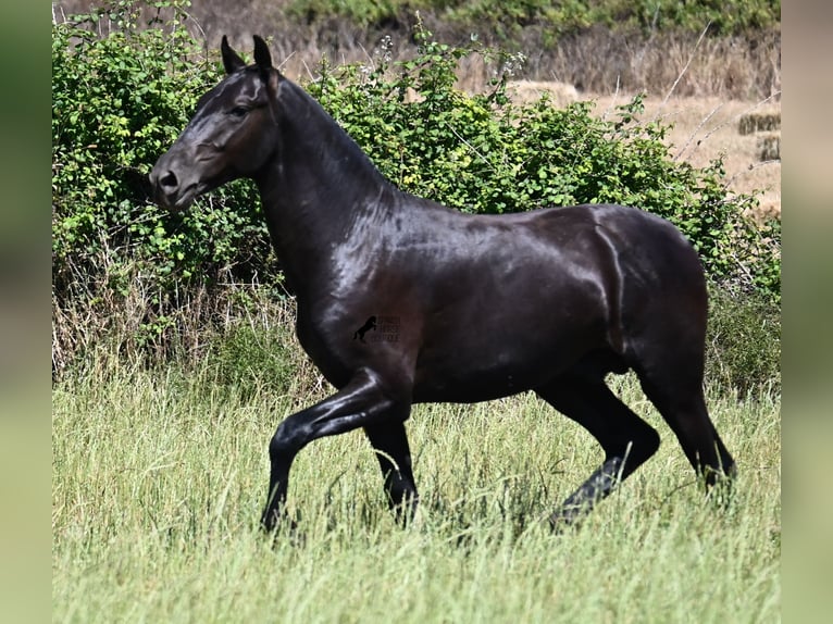 Menorquiner Hengst 1 Jahr 165 cm Rappe in Menorca