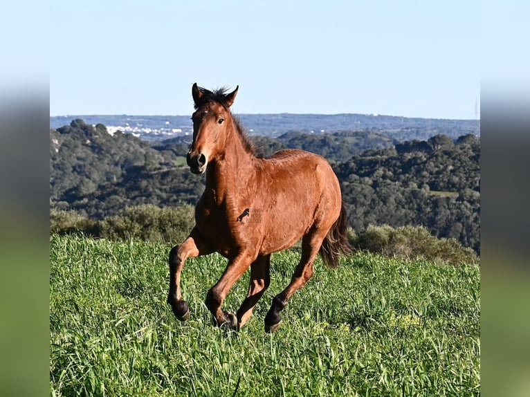 Menorquiner Mix Hengst 1 Jahr 168 cm Brauner in Menorca