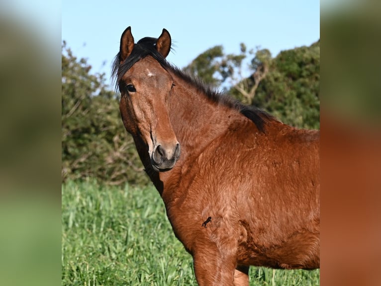 Menorquiner Mix Hengst 1 Jahr 168 cm Brauner in Menorca