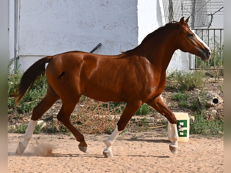 Menorquiner Hengst 2 Jahre 153 cm Fuchs in Menorca