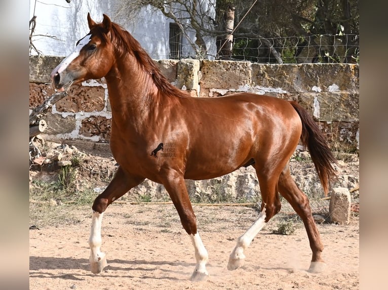 Menorquiner Hengst 2 Jahre 153 cm Fuchs in Menorca