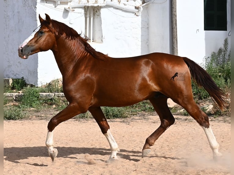 Menorquiner Hengst 2 Jahre 153 cm Fuchs in Menorca