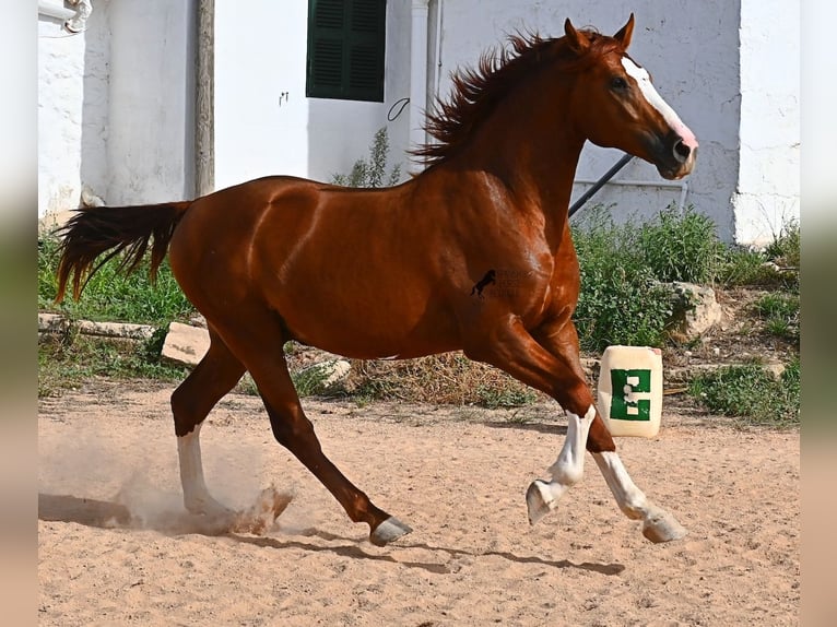 Menorquiner Hengst 2 Jahre 153 cm Fuchs in Menorca