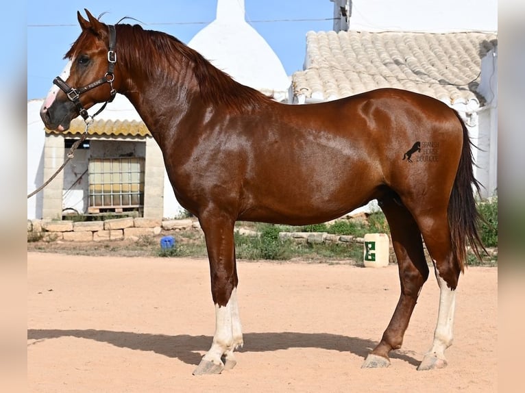 Menorquiner Hengst 2 Jahre 153 cm Fuchs in Menorca