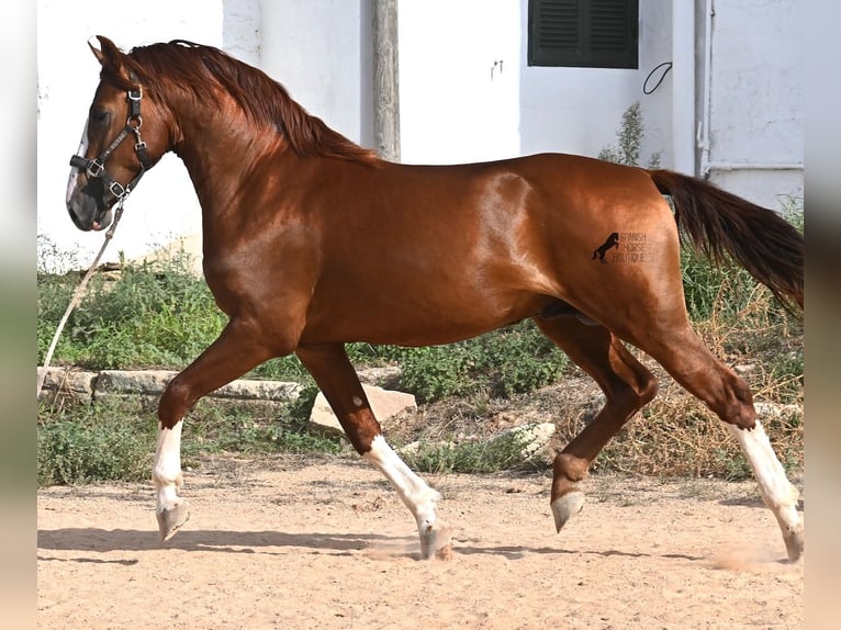 Menorquiner Hengst 2 Jahre 153 cm Fuchs in Menorca