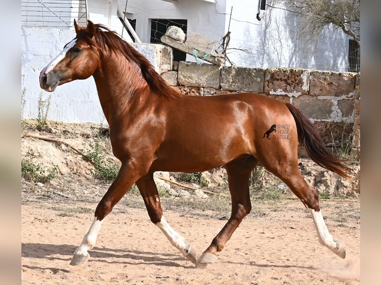 Menorquiner Hengst 2 Jahre 153 cm Fuchs in Menorca