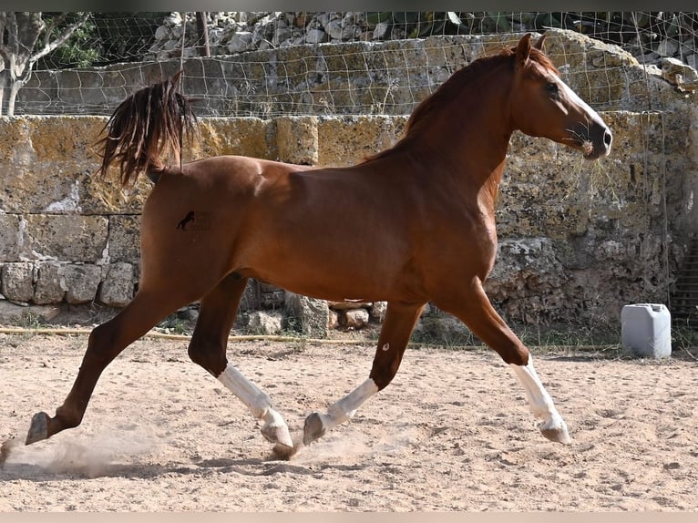 Menorquiner Hengst 2 Jahre 153 cm Fuchs in Menorca