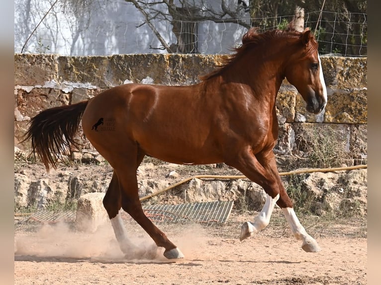 Menorquiner Hengst 2 Jahre 153 cm Fuchs in Menorca