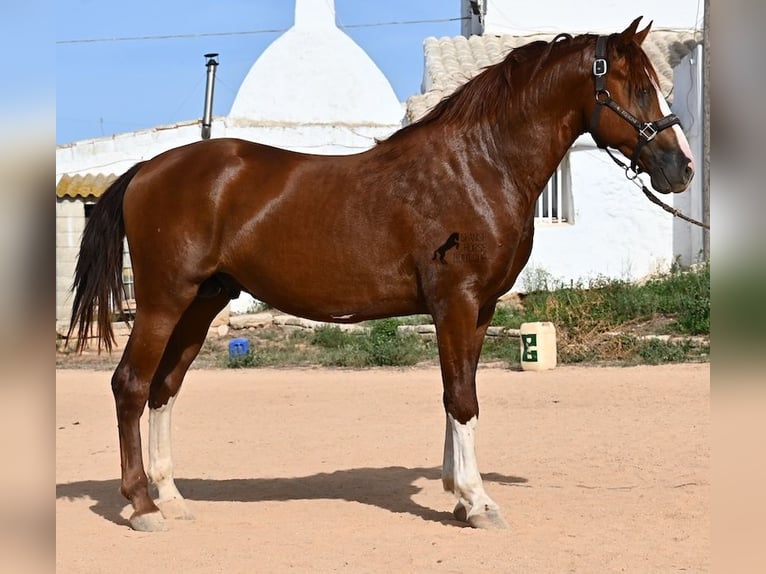 Menorquiner Hengst 2 Jahre 153 cm Fuchs in Menorca