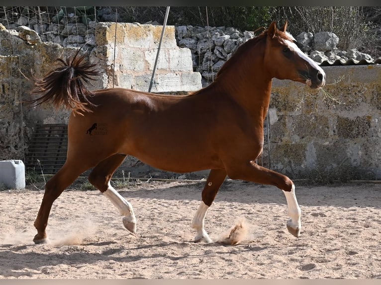 Menorquiner Hengst 2 Jahre 153 cm Fuchs in Menorca
