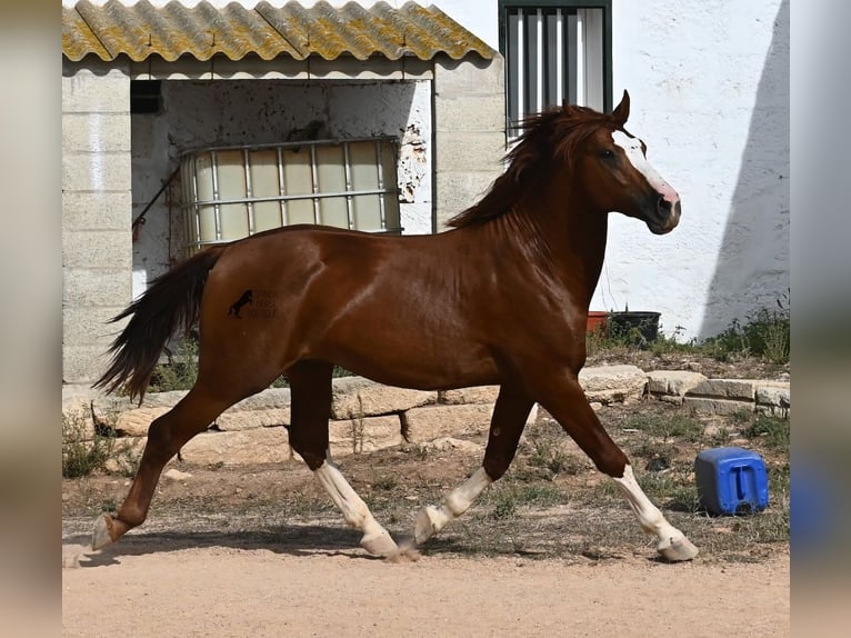 Menorquiner Hengst 2 Jahre 153 cm Fuchs in Menorca