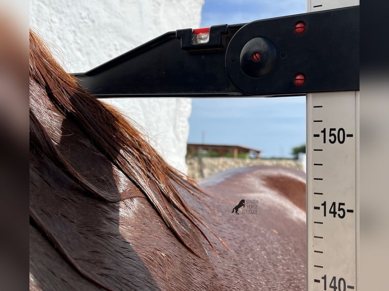 Menorquiner Hengst 2 Jahre 153 cm Fuchs in Menorca