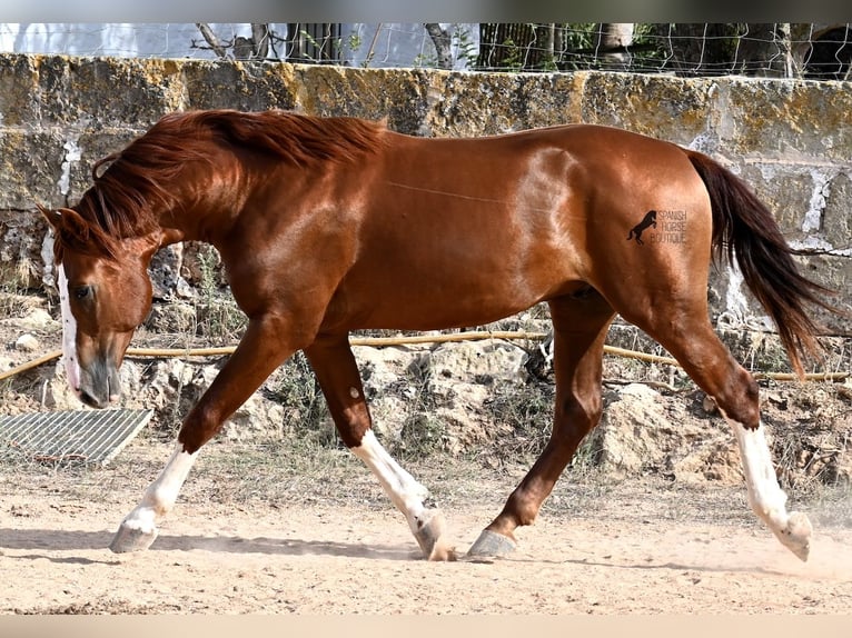Menorquiner Hengst 2 Jahre 153 cm Fuchs in Menorca
