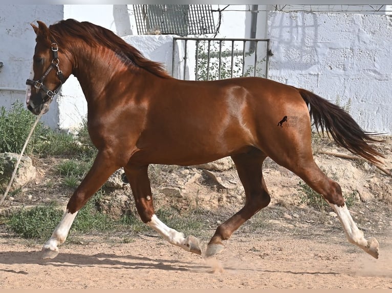 Menorquiner Hengst 2 Jahre 153 cm Fuchs in Menorca