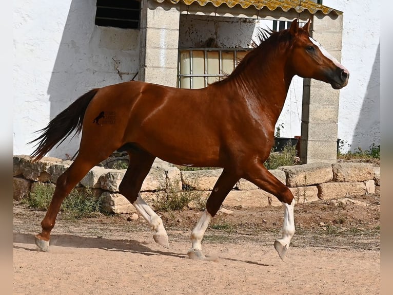 Menorquiner Hengst 2 Jahre 153 cm Fuchs in Menorca