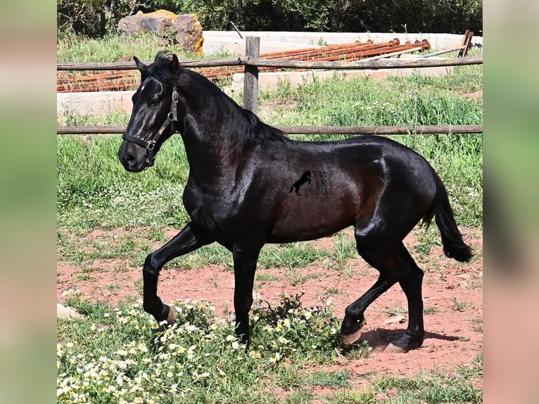 Menorquiner Hengst 2 Jahre 159 cm Rappe in Menorca